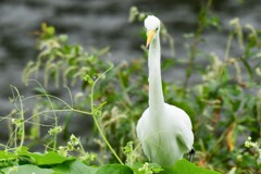 チョロ毛．．．素敵です