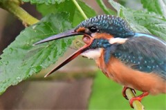 ペリット出します～