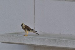 お母さんどこ？