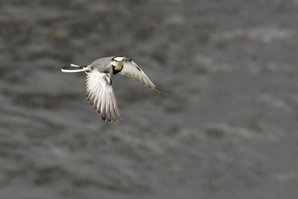 ハクセキレイは