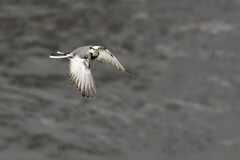 ハクセキレイは