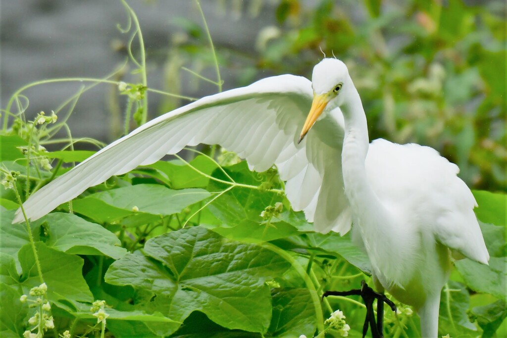 いらっしゃいませ～
