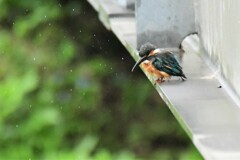 ずぶ濡れカワセミ