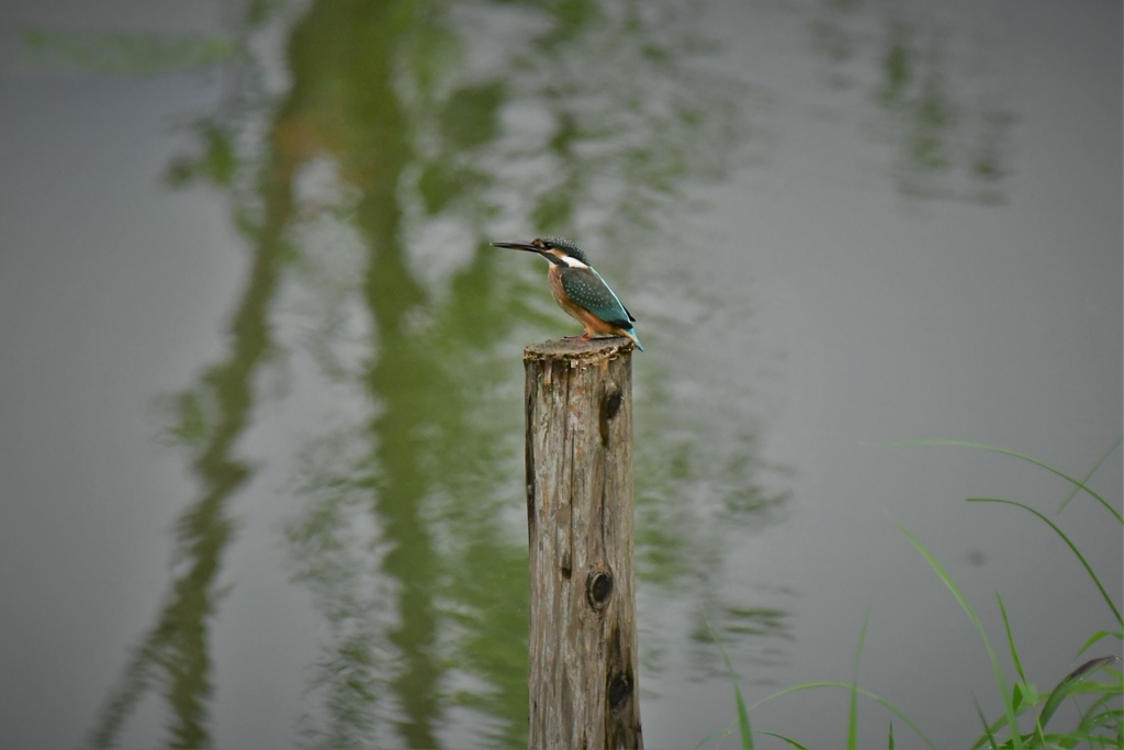 物憂げなカワセミ２