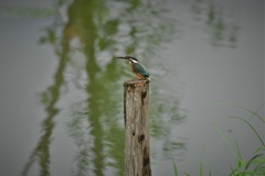 物憂げなカワセミ２