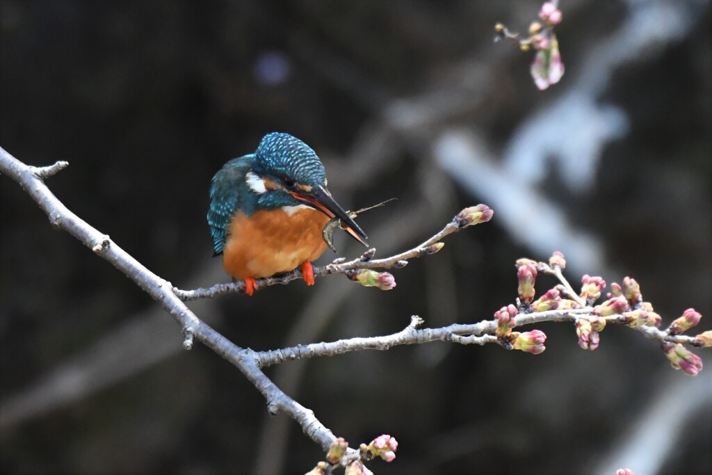 花ヨリ海老