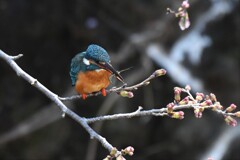 花ヨリ海老