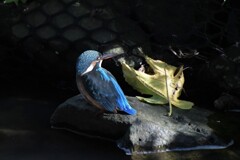 ベビーカワセミ