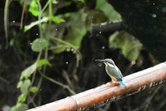 物憂げなカワセミ１