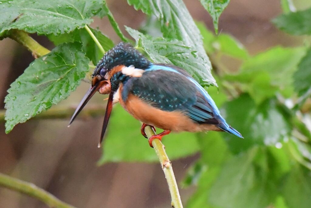 満腹後で．．．