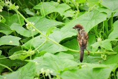 ずぶ濡れすずめ