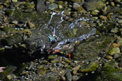 トウメイカワセミ