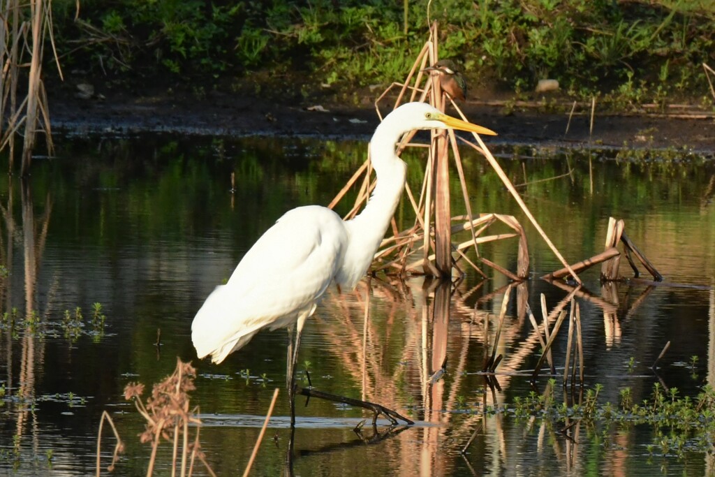 進撃のサギ．．．