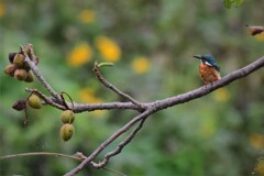 涼しくなったな～