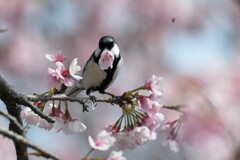 ハナシジュウカラ