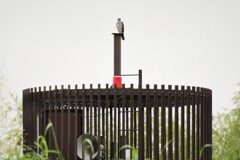 今年初　オオタカ