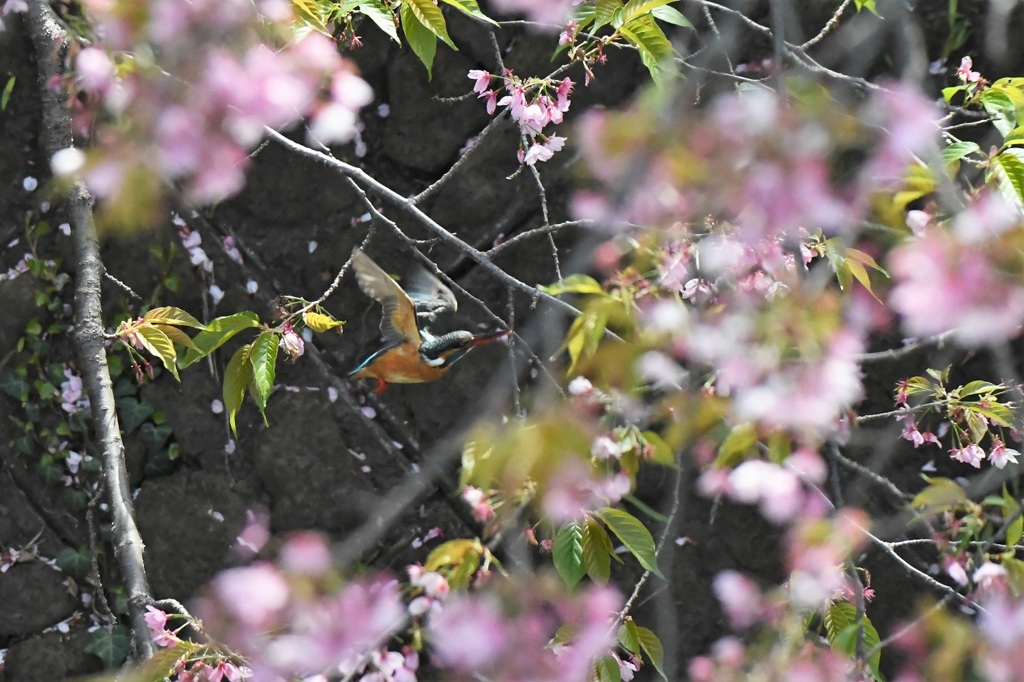 お花見フライト