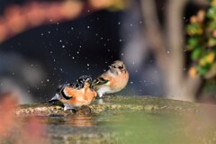 1花鶏仲良