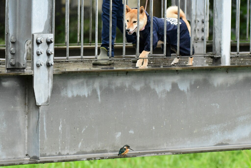 カワセミ犬