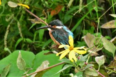 幸せの黄色い花