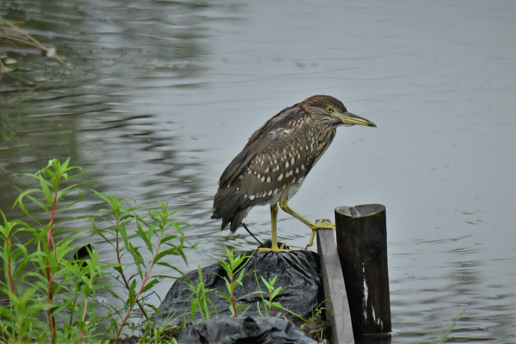 ササゴイも物憂げ