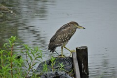 ササゴイも物憂げ