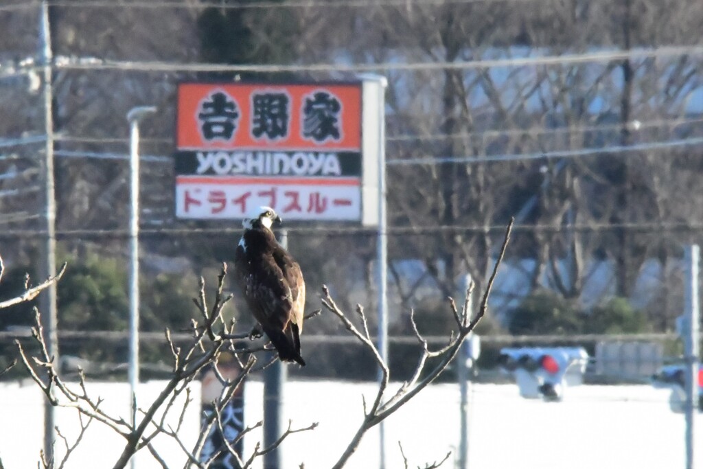 牛丼狙い⁉