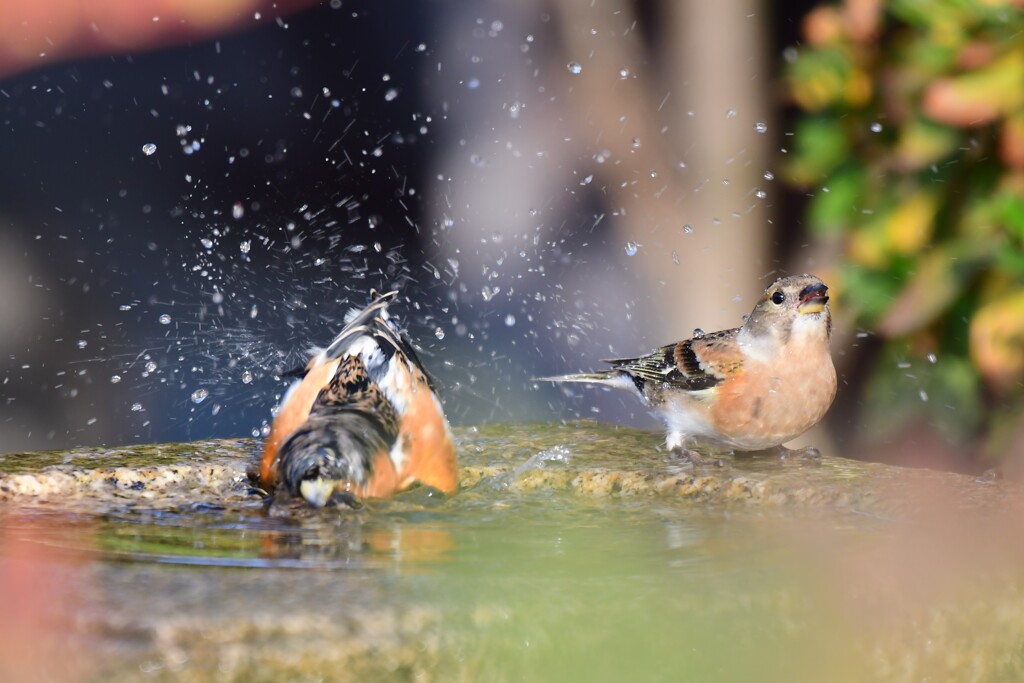 2花鶏水浴
