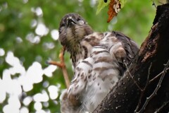 06 雀鷹幼鳥