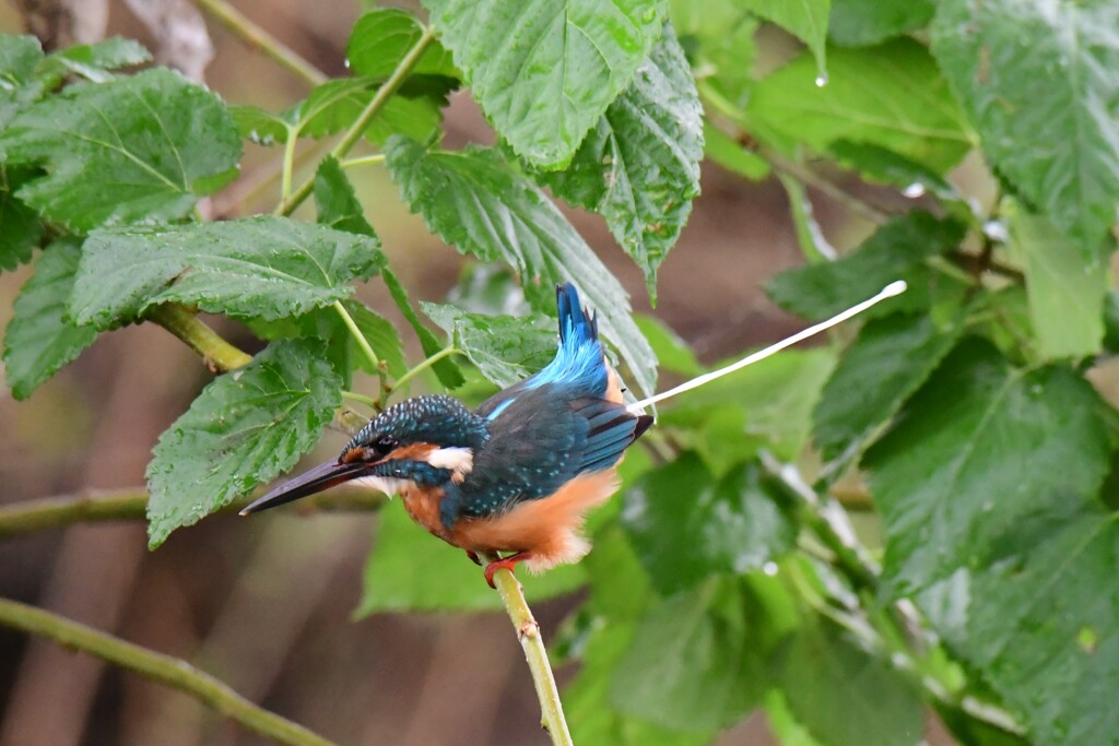 失礼いたしました。