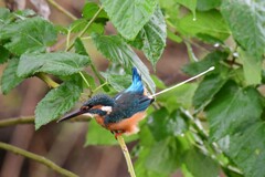 失礼いたしました。