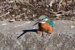 キタカゼピイプウ
