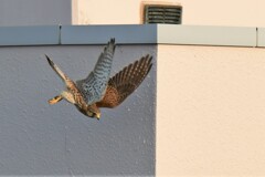 チョウゲンボウ