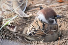 09 雀乃砂浴