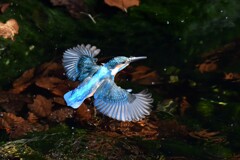ヤングカワセミ