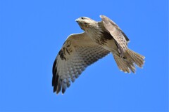 ソラタカク