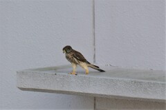 （　＾ω＾）・・・足太い