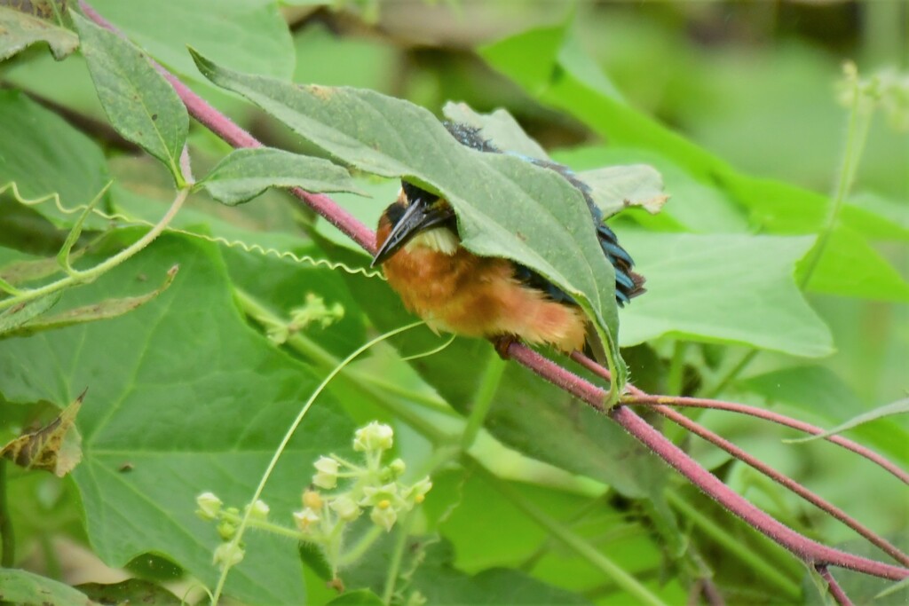 隠れているつ・も・り