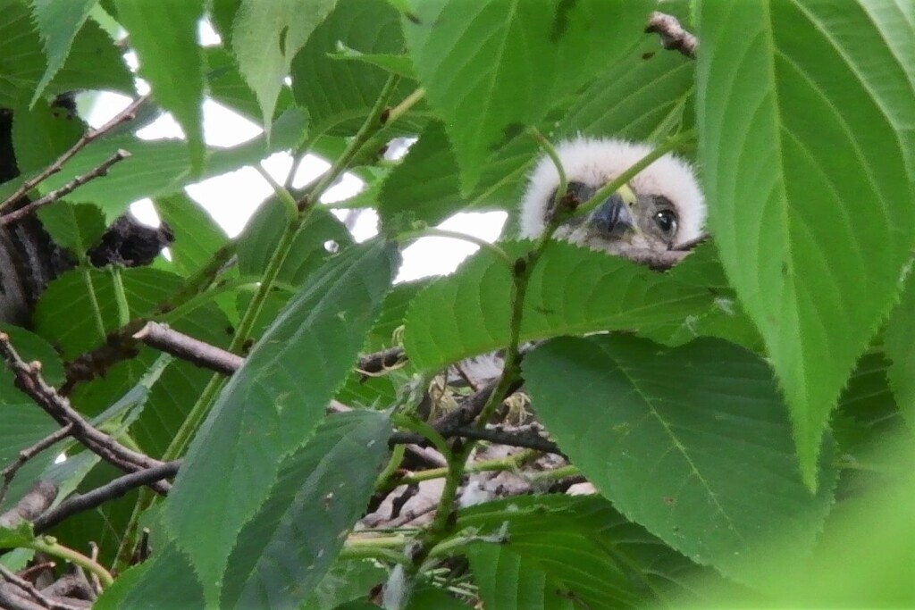 可愛いツミなヤツ