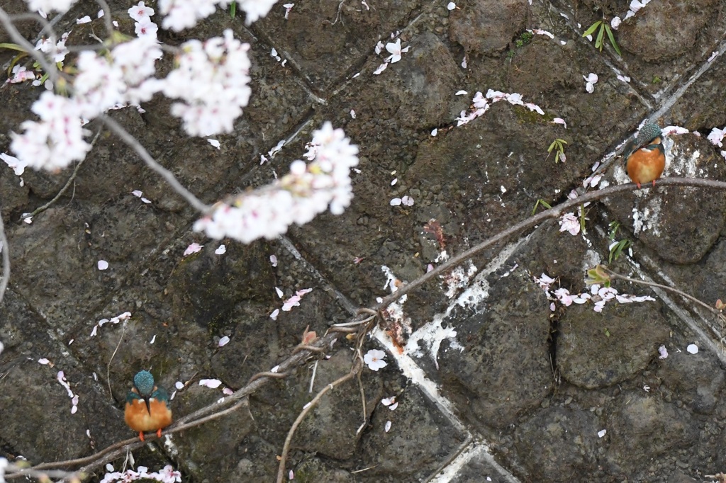 お花見デート