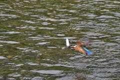 ダイニングへＧＯ