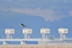 空を飛ぶのは気分良かろうね
