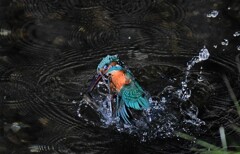 シロメデコワイ