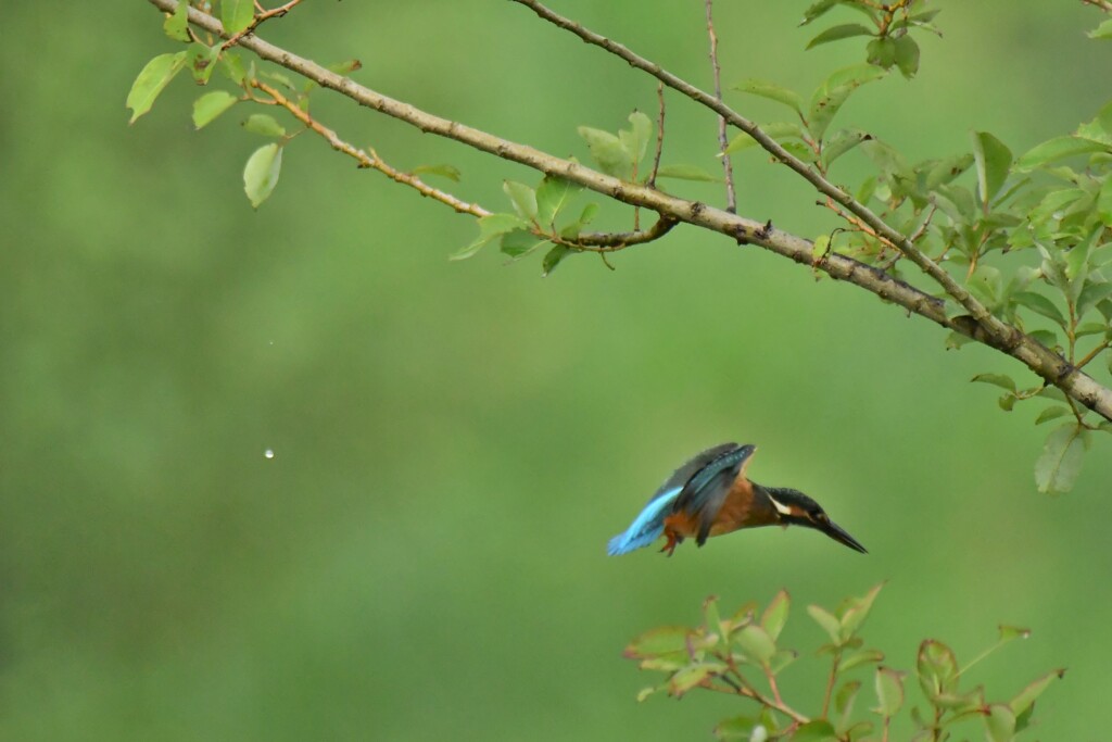 雨の日のカワセミ