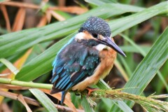 羽乾かしてます