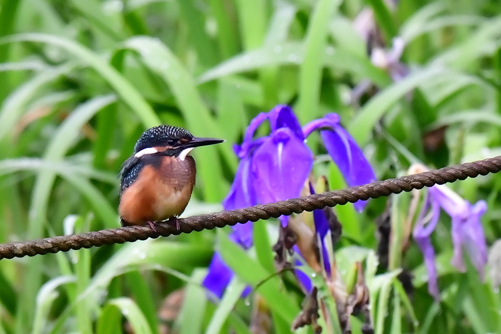 雛と菖蒲
