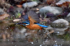 離水