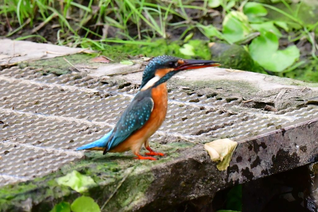 綺麗なカワセミ