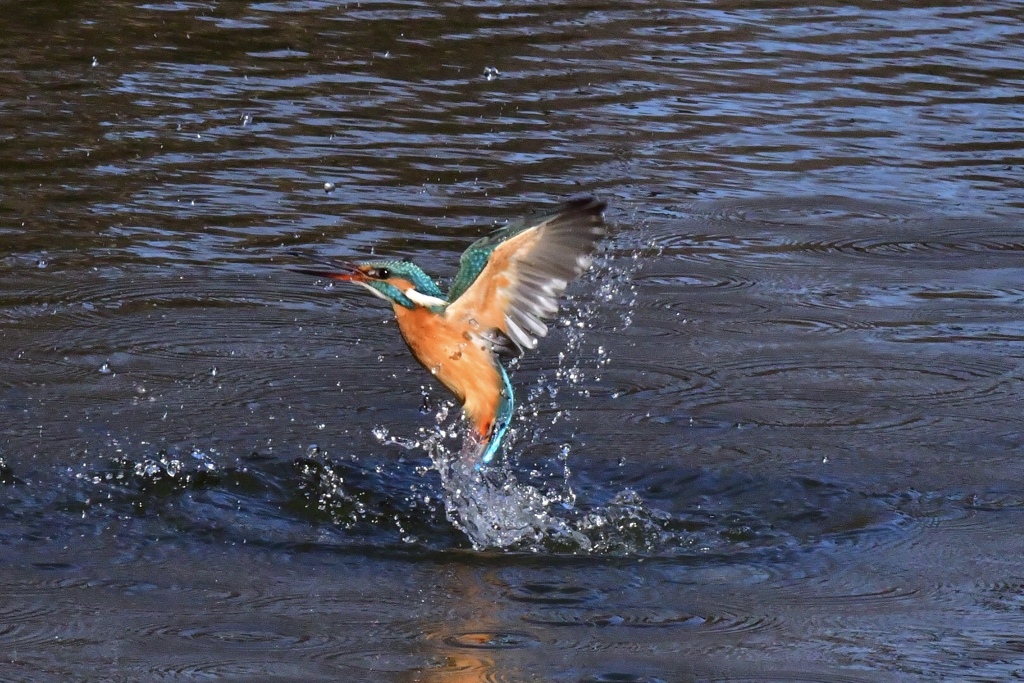 N池のカワセミ1