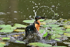 今日のカワセミ・・・5